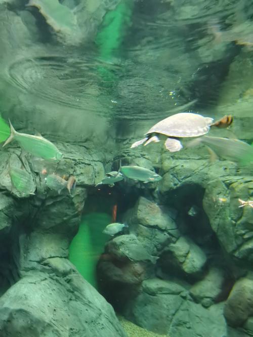 上海海洋水族馆好玩么_上海海洋水族馆值得去吗