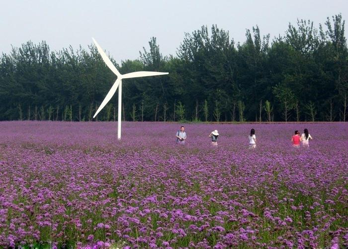 北京薰衣草庄园哪个好_北京薰衣草庄园在哪里丰台区