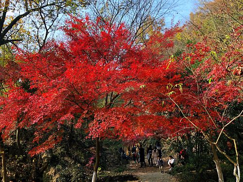 栖霞山枫叶什么时候红-今年栖霞山枫叶什么时候红