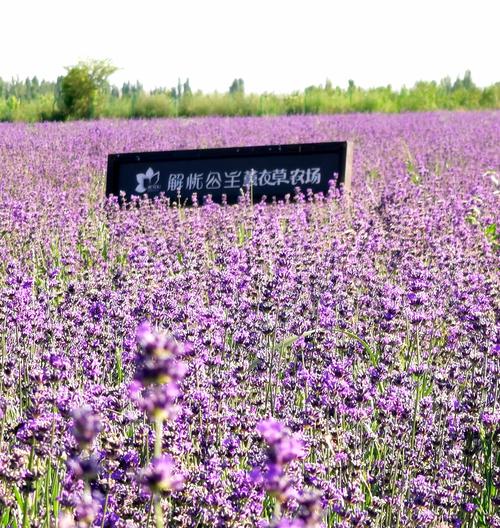 新疆伊犁薰衣草基地-新疆伊犁薰衣草基地的网店是哪家