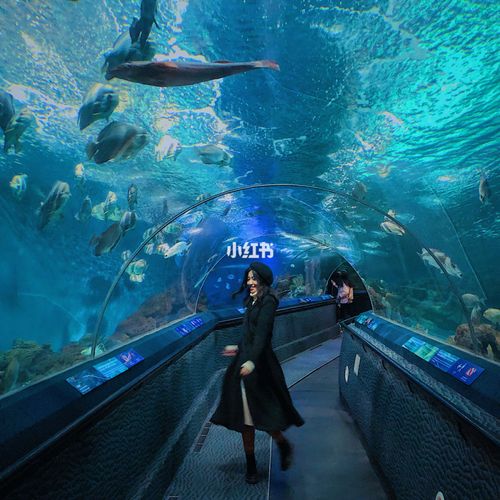 上海海洋水族馆好玩么_上海海洋水族馆游玩省钱攻略